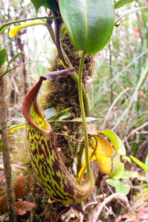 Nepenthes fusca pod seed Pitcher plant Carnivorous plant