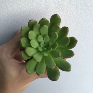 (Category: ) located in . Submitted by geminiplants (Listing ID 1098141782, Image 1). Description: .