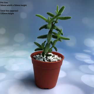 (Category: ) located in . Submitted by plantspree (Listing ID 1098038530, Image 1). Description: .