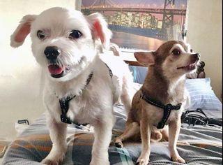 🐶 Dog Boarding $15/night 🐶