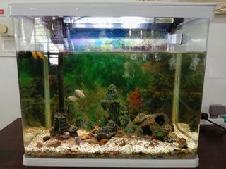 (Category: ) located in . Submitted by issey.ramlee (Listing ID 1101952506, Image 1). Description: .