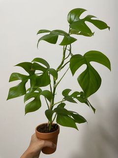 (Category: ) located in . Submitted by eniasells (Listing ID 1101906982, Image 1). Description: .