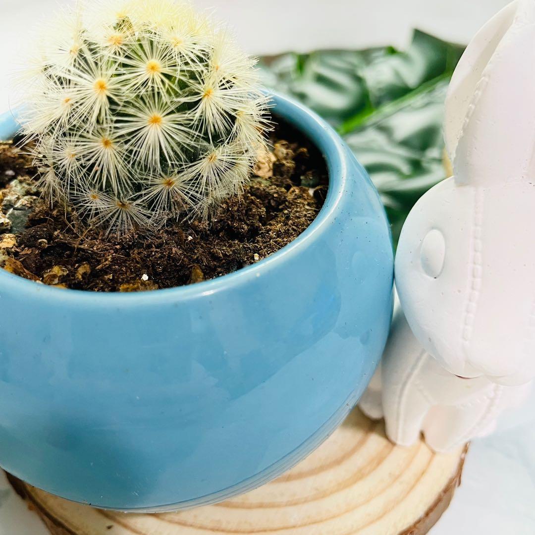 多肉植物嘉文丸 傢俬 家居 Gardening Plants Carousell