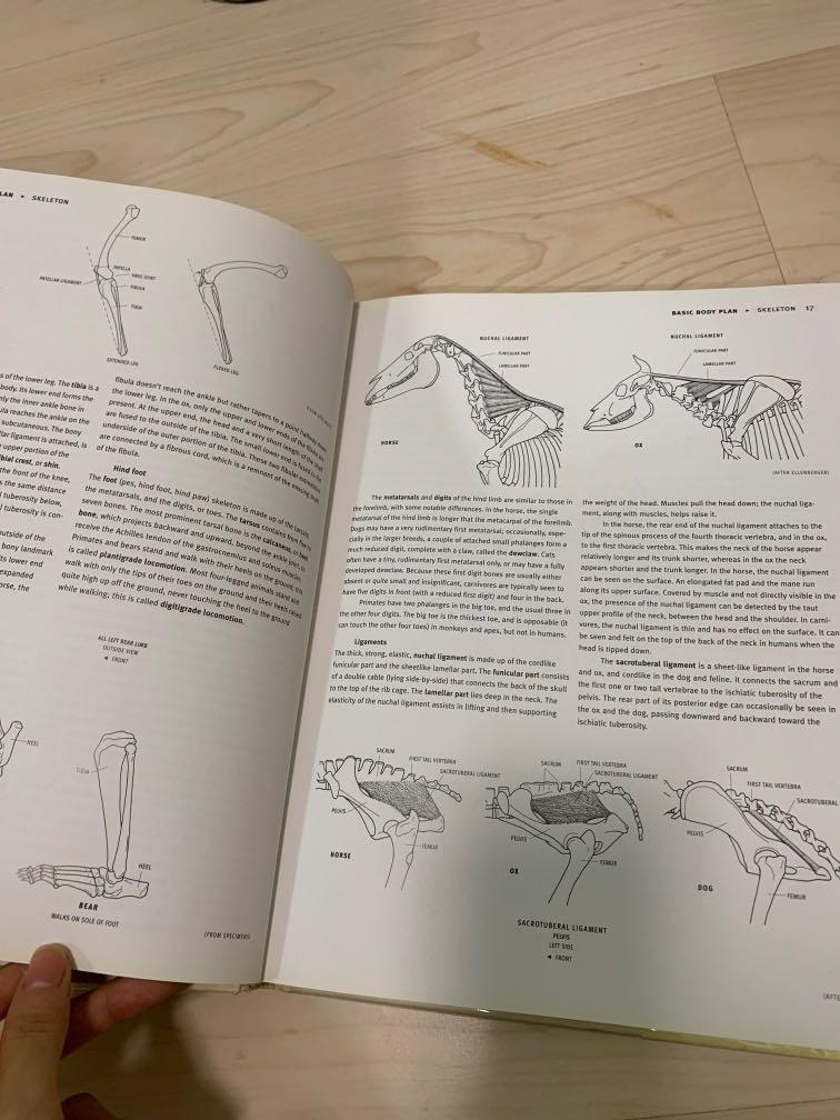 Animal anatomy for artists the elements of form by Elliot goldfinger