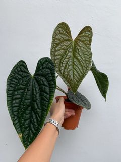 (Category: ) located in . Submitted by worldtreeplants (Listing ID 1102179581, Image 1). Description: .