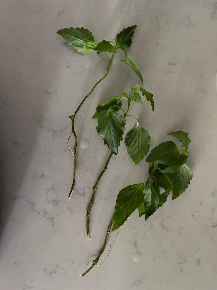 Catu0027s Whiskers, Java Tea, Kidneys Tea Plant, Misai Kuching, 猫须草 