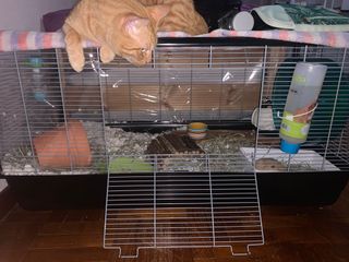 (Category: ) located in . Submitted by nwaneey (Listing ID 1102205326, Image 1). Description: .