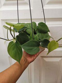 Philodendron Heartleaf in hanging pot