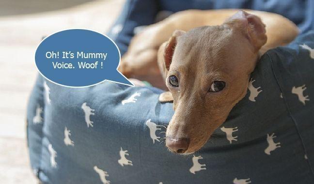 Smartpaw pet camera cheap