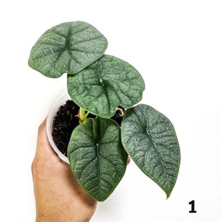 (Category: ) located in . Submitted by botanico_ (Listing ID 1102328536, Image 1). Description: .