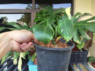 (Category: ) located in . Submitted by thursdaygarden (Listing ID 1102286034, Image 1). Description: .