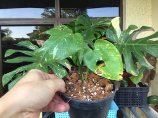 (Category: ) located in . Submitted by thursdaygarden (Listing ID 1102286169, Image 1). Description: .