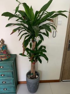 (Category: ) located in . Submitted by dee6618 (Listing ID 1102350749, Image 1). Description: .