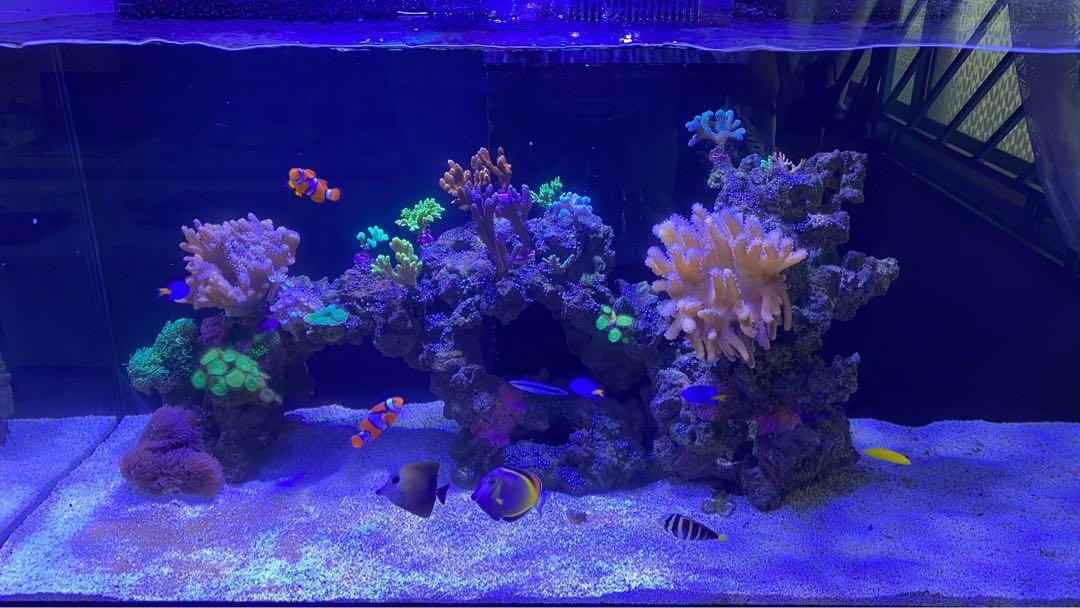 Red Sea Reefer Marine Tank System (Decom), Everything Else on Carousell