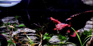 (Category: ) located in . Submitted by zhannycc (Listing ID 1102403902, Image 1). Description: .