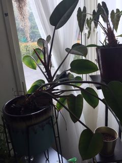 (Category: ) located in . Submitted by domfree (Listing ID 1102365298, Image 1). Description: .