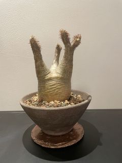 （分類：）位於 。 由 baxter.m 提交（商品編號 1102349012，圖片 1）。簡介： 。