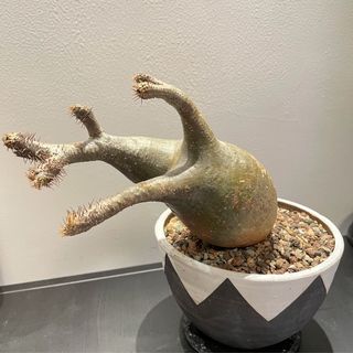 （分類：）位於 。 由 baxter.m 提交（商品編號 1102349713，圖片 1）。簡介： 。