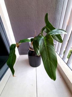 (Category: ) located in . Submitted by buysthat (Listing ID 1102418166, Image 1). Description: .
