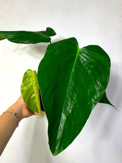 (Category: ) located in . Submitted by exotic_plants_hunter (Listing ID 1102403543, Image 1). Description: .