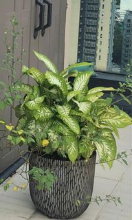 （分類：）位於 。 由 exqui_site 提交（商品編號 1102480547，圖片 1）。簡介： 。