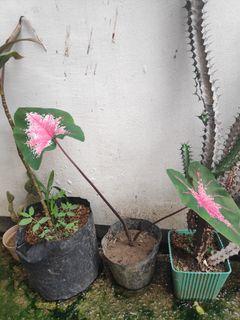 3-in- 1 caladiums batch 1