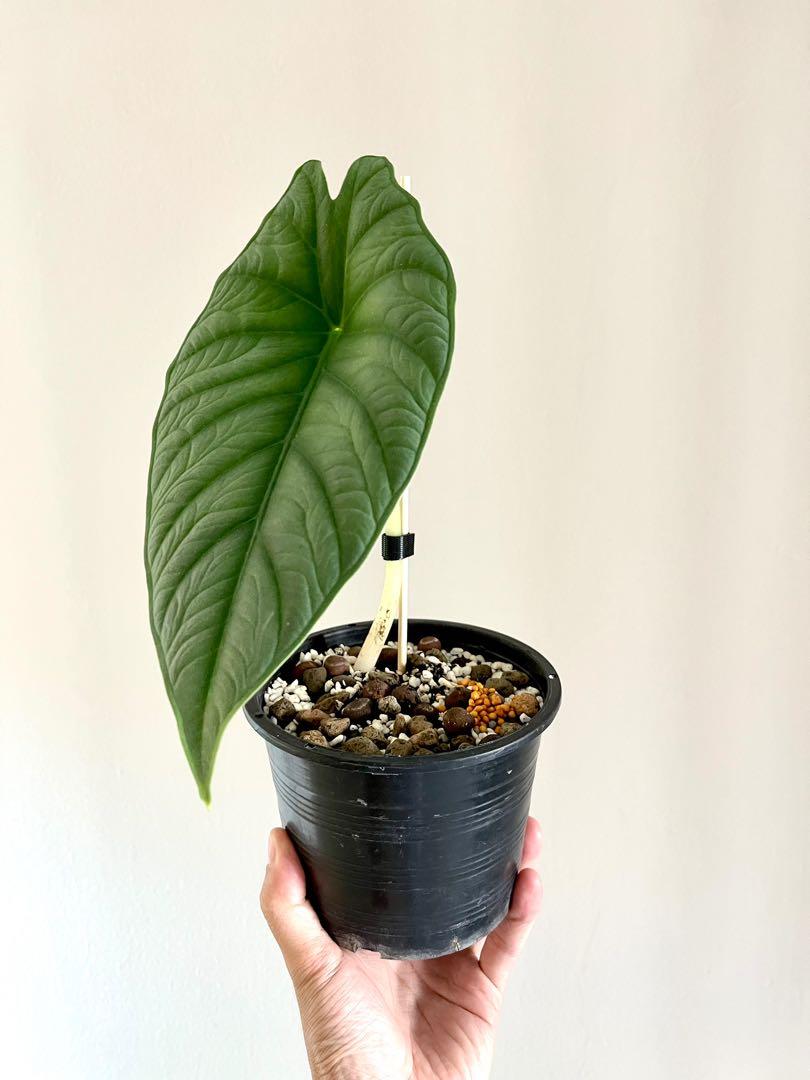 Alocasia Nebula Home Furniture Gardening On Carousell