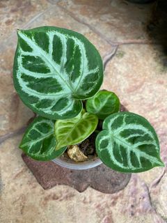 (Category: ) located in . Submitted by aroids_malaysia (Listing ID 1102651604, Image 1). Description: .