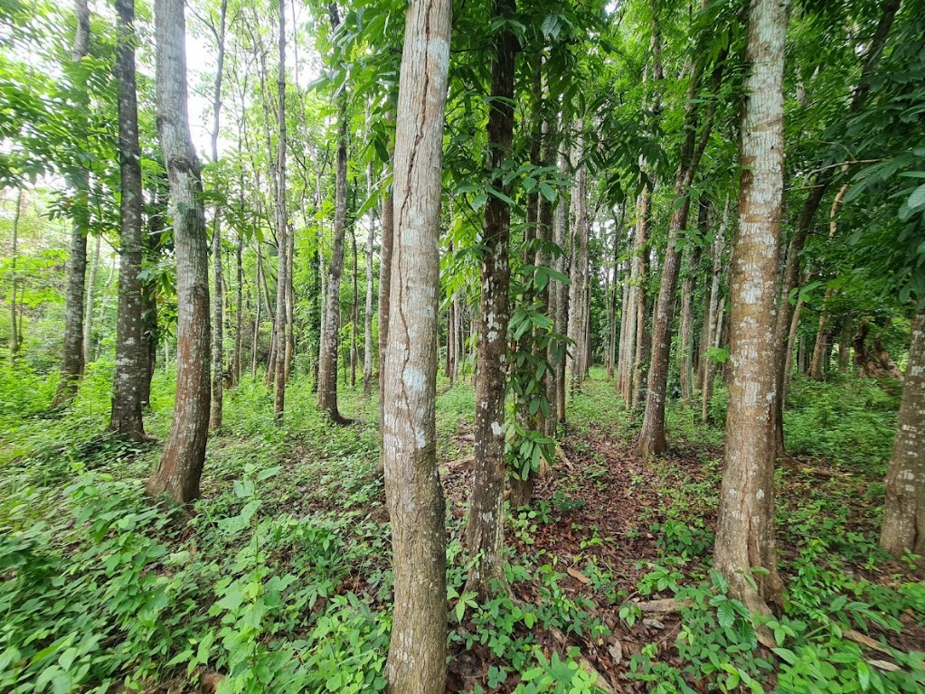 (Category: ) located in . Submitted by olxph_696434372 (Listing ID 1102612483, Image 1). Description: .