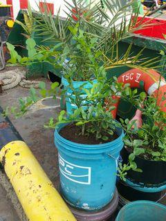 Lime tree (leaf for cooking)