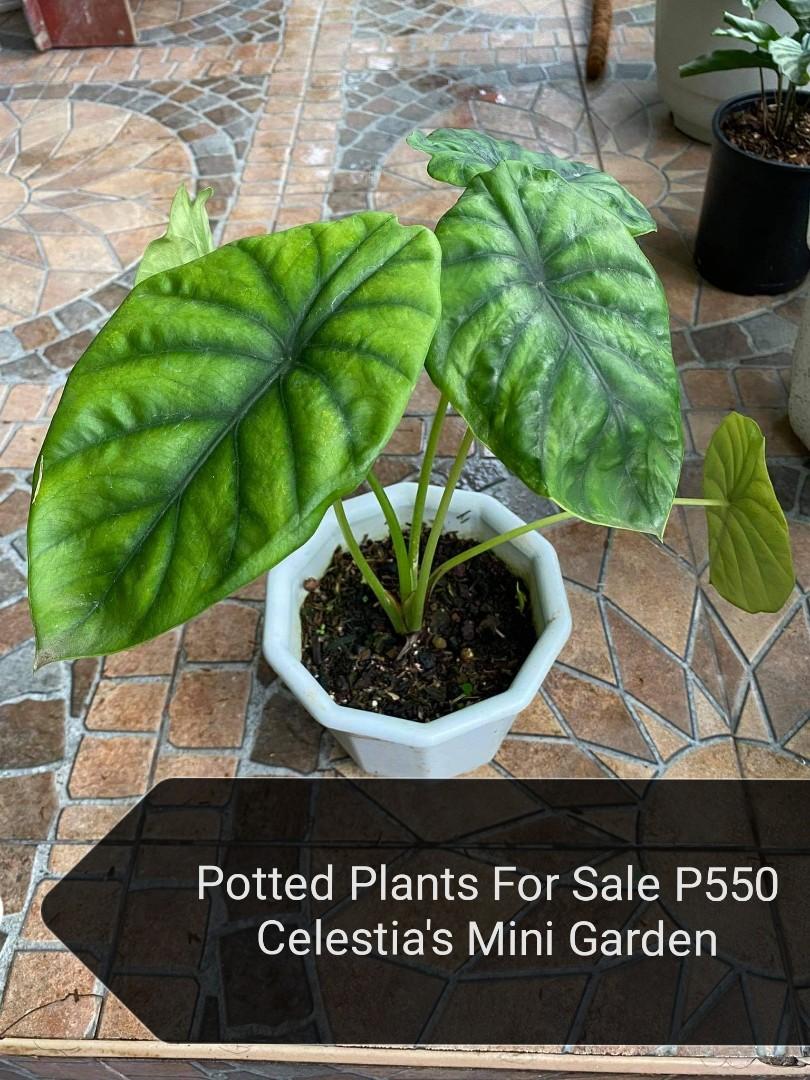 Potted Plant Furniture Home Living Gardening Plants Seeds On Carousell