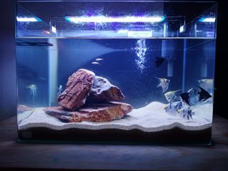 (Category: ) located in . Submitted by nxasells (Listing ID 1102530713, Image 1). Description: .