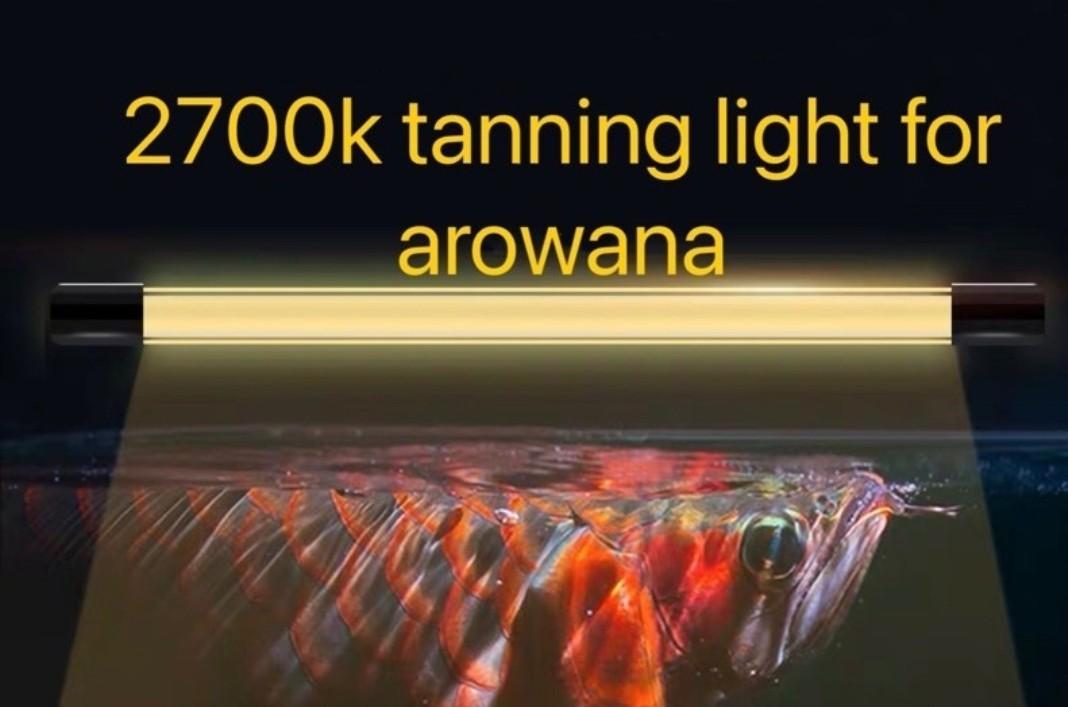 Arowana Tanning light. Available. In 13000k white & 2700k yellow. Fish aquarium tanning light
