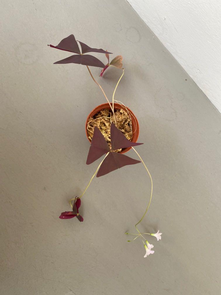 Triangularis Oxalis (Category: Plants & Seeds) located in Singapore. Submitted by powtypots (Listing ID 1102497526, Image 3). Description: Triangularis Oxalis Purple leaves and lilac flowers In 9cmD plastic pot Mother plant as shown in first photo :).