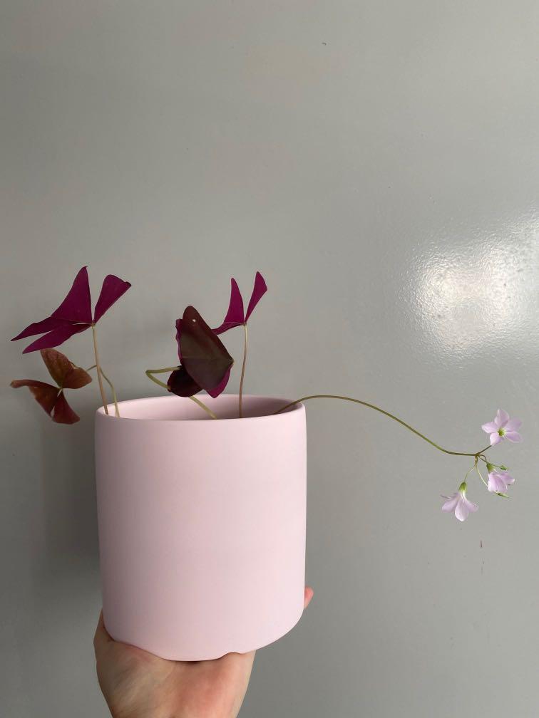 Triangularis Oxalis (Category: Plants & Seeds) located in Singapore. Submitted by powtypots (Listing ID 1102497526, Image 2). Description: Triangularis Oxalis Purple leaves and lilac flowers In 9cmD plastic pot Mother plant as shown in first photo :).