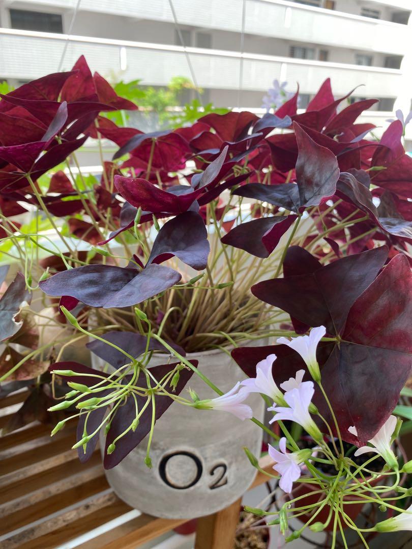 Triangularis Oxalis (Category: Plants & Seeds) located in Singapore. Submitted by powtypots (Listing ID 1102497526, Image 1). Description: Triangularis Oxalis Purple leaves and lilac flowers In 9cmD plastic pot Mother plant as shown in first photo :).