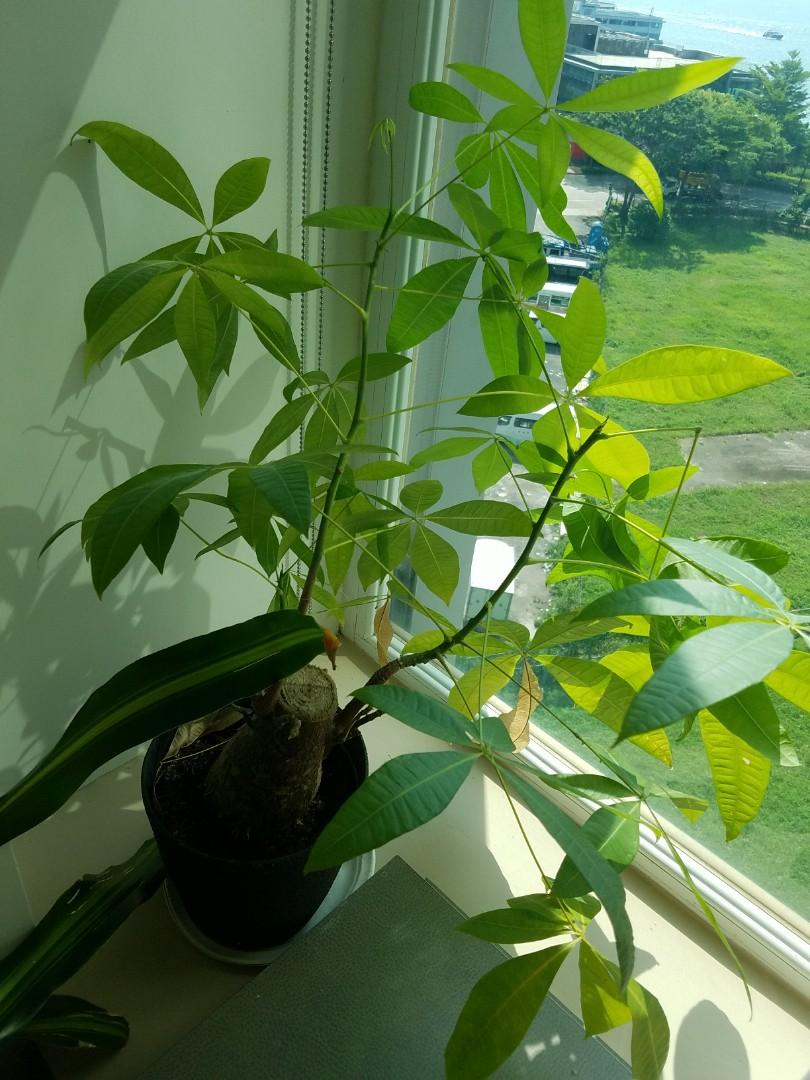 Very Verdant Green Plant 傢俬 家居 Gardening Plants Carousell