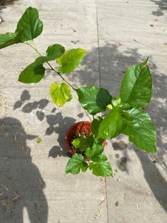 (Category: ) located in . Submitted by messygardener (Listing ID 1102711476, Image 1). Description: .