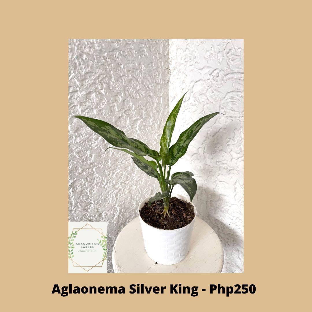 Aglaonema Silver King (Category: Plants & Seeds) located in Paranaque City. Submitted by anacoritasgarden (Listing ID 1102783255, Image 1). Description: Payment Method: GCash or BDO.