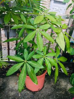 （分類：）位於 。 由 danli121 提交（商品編號 1102831026，圖片 1）。簡介： 。