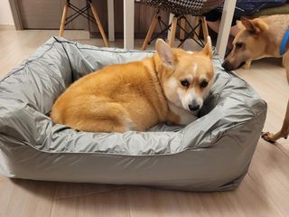 （分類：）位於 。 由 cc_pet 提交（商品編號 1102768069，圖片 1）。簡介： 。