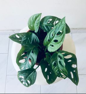 (Category: ) located in . Submitted by shopwithvvv (Listing ID 1102767275, Image 1). Description: .