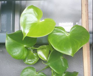 (Category: ) located in . Submitted by yeopkidal (Listing ID 1102715005, Image 1). Description: .