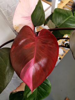 (Category: ) located in . Submitted by plantmoves (Listing ID 1102727083, Image 1). Description: .