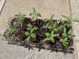 (Category: ) located in . Submitted by simplyseeds (Listing ID 1102729680, Image 1). Description: .