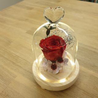 (Category: ) located in . Submitted by theflowerdome (Listing ID 1102840997, Image 1). Description: .