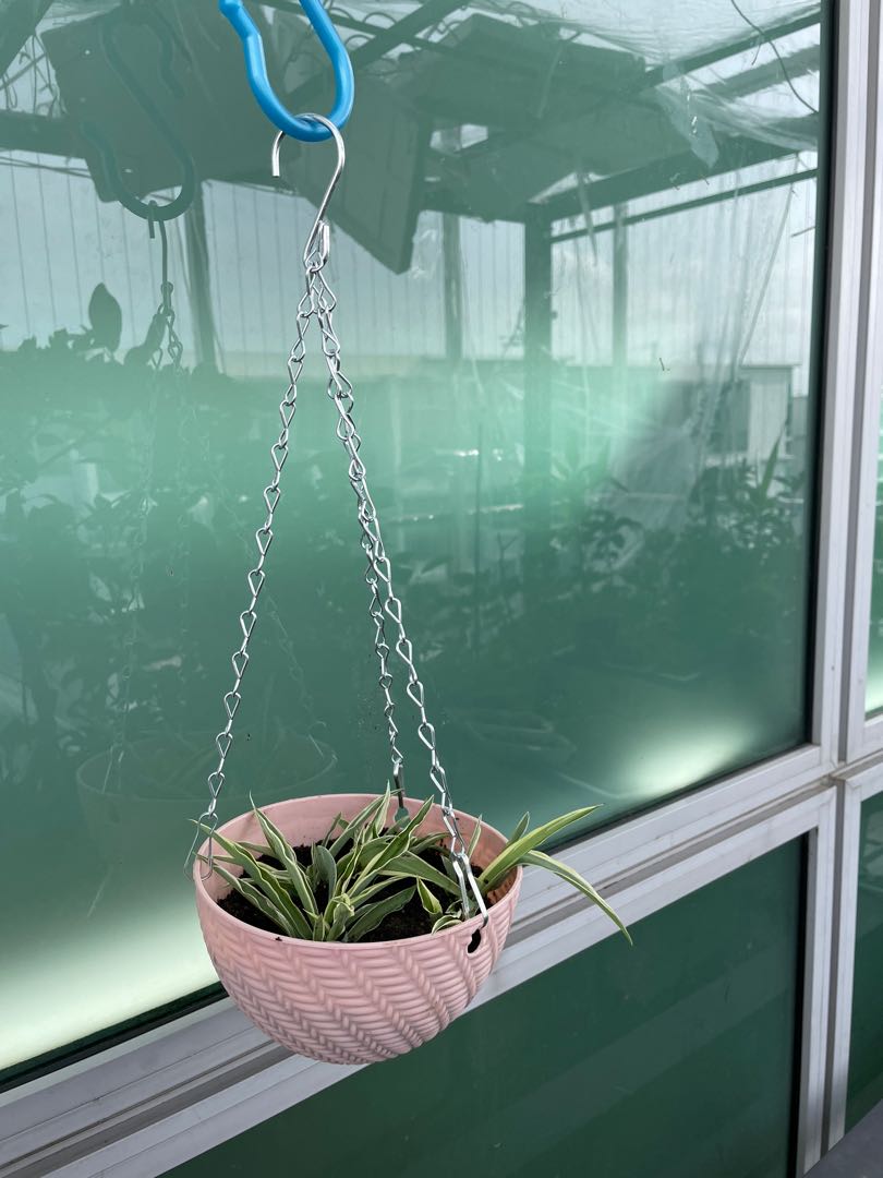 Spider plants in hanging pots, Furniture & Home Living, Gardening