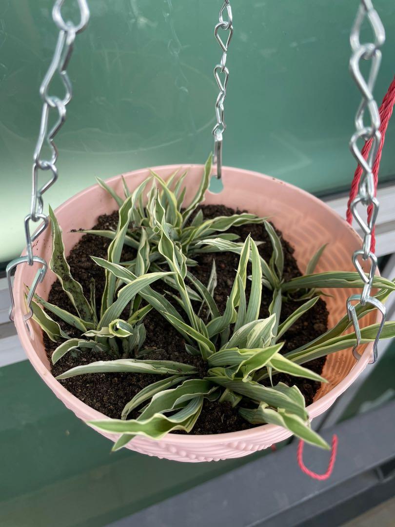 Spider plants in hanging pots, Furniture & Home Living, Gardening