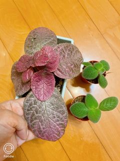 （分類：）位於 。 由 wcy2017 提交（商品編號 1102844172，圖片 1）。簡介： 。