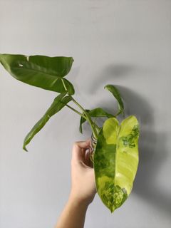 (Category: ) located in . Submitted by too.many.plants (Listing ID 1102738080, Image 1). Description: .